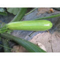 Long light green  vegetable cucurbita pepo hybrid summer squash seeds